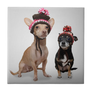 Chihuahuahundar med hattfotoet kakelplatta