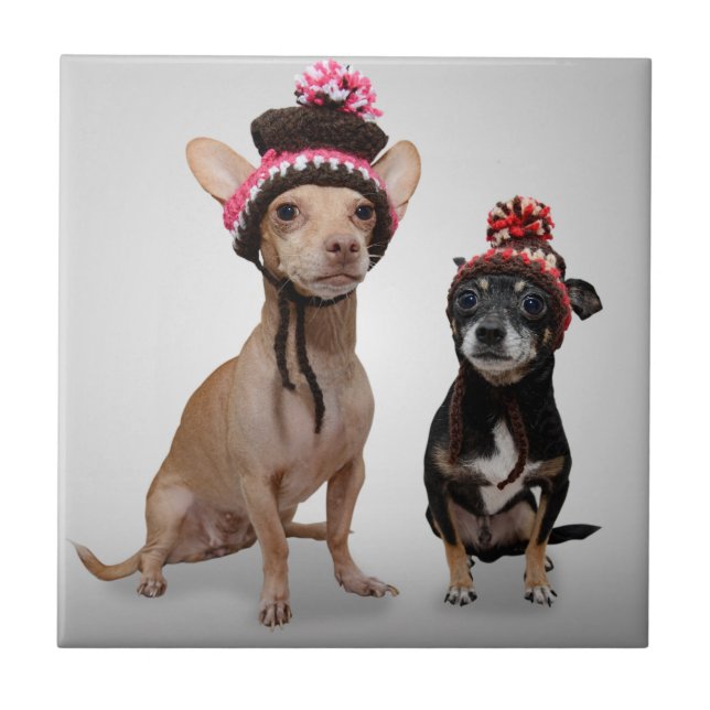 Chihuahuahundar med hattfotoet kakelplatta (Framsidan)