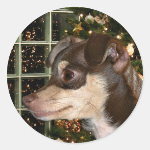Chihuahuajul Runt Klistermärke