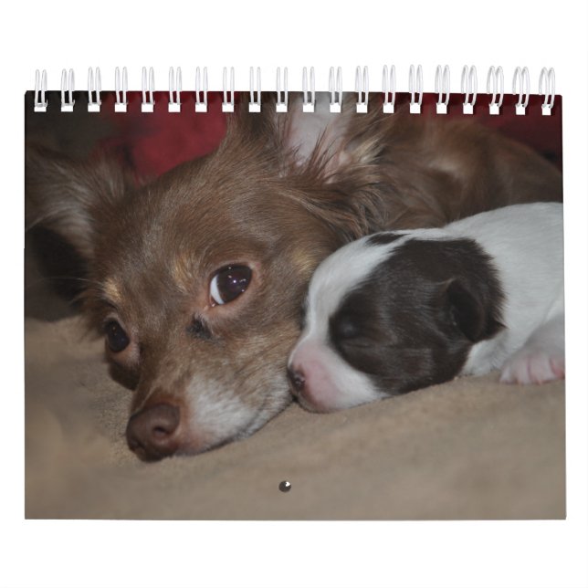 Chihuahuakärlekkalender Kalender (Omslag)