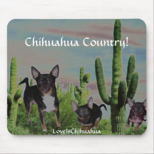Chihuahualand gulliga MickeyElvis Musmatta