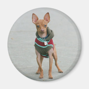 Chihuahuamagnet Magnet