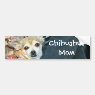 Chihuahuamammabildekal Bildekal
