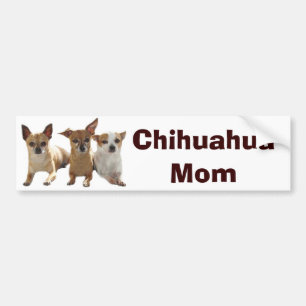 Chihuahuamammabildekal Bildekal