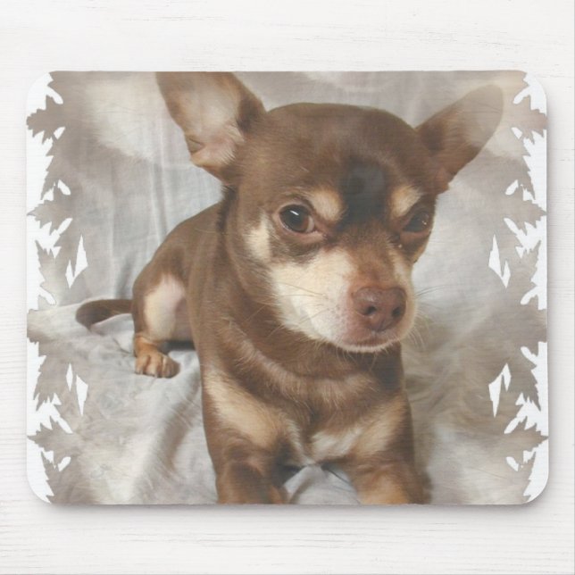 Chihuahuamusen vadderar musmatta (Framsidan)