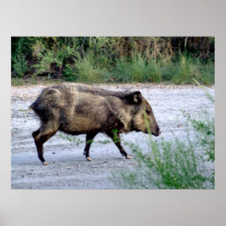 Chihuahuan Desert scen 10 javelina Poster