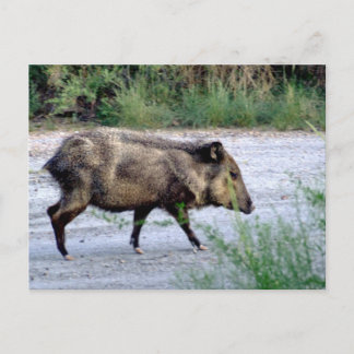 Chihuahuan Desert scen 10 javelina Vykort