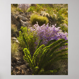 Chihuahuan ökenväxter i blomma poster