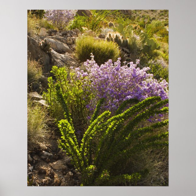 Chihuahuan ökenväxter i blomma poster (Framsidan)