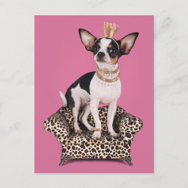 ChihuahuaPrincess Vykort (Framsida)