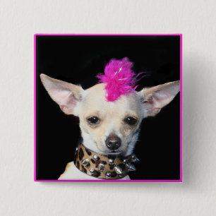 Chihuahuapunken knäppas knapp