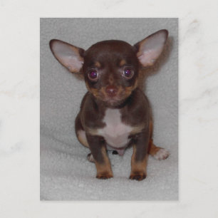 Chihuahuas artikel 1 vykort