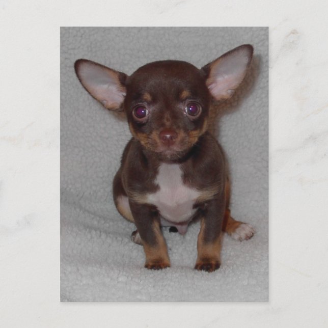 Chihuahuas artikel 1 vykort (Framsida)