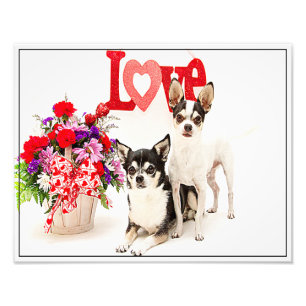 Chihuahua's, Flowers and Kärlek Fototryck