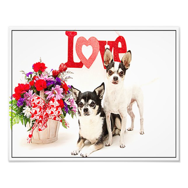 Chihuahua's, Flowers and Kärlek Fototryck (Framsidan)