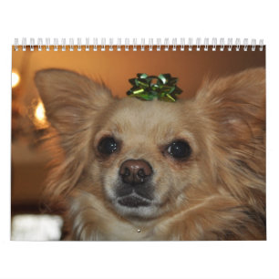 Chihuahuas Kalender