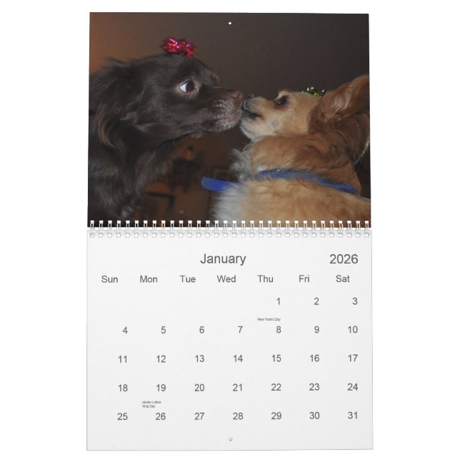 Chihuahuas Kalender (Jan 2026)