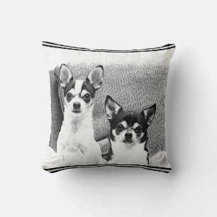 Chihuahuas Kudde