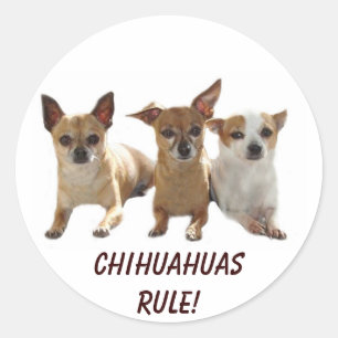 Chihuahuas Rule Sticker Runt Klistermärke