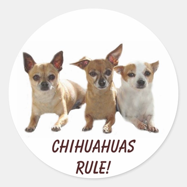 Chihuahuas Rule Sticker Runt Klistermärke (Framsida)