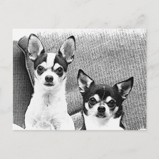 Chihuahuas Vykort (Framsida)