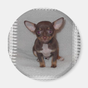 Chihuahua'sen härskar 1 magnet