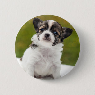 Chihuahuavalp Knapp