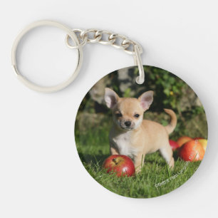 Chihuahuavalp med äpplen