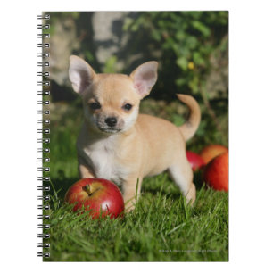 Chihuahuavalp med äpplen anteckningsbok med spiral