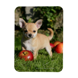 Chihuahuavalp med äpplen magnet