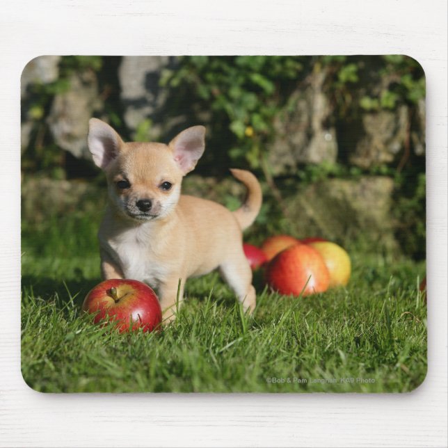 Chihuahuavalp med äpplen musmatta (Framsidan)