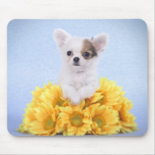 Chihuahuavalp Musmatta