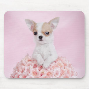 Chihuahuavalp Musmatta