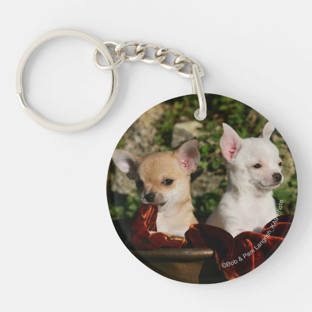 Chihuahuavalpar (Framsidan)