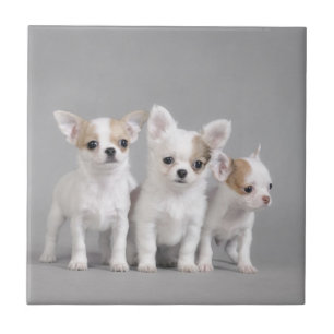 Chihuahuavalpar Kakelplatta