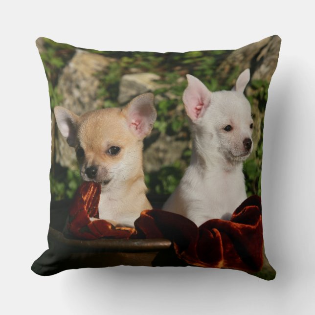 Chihuahuavalpar Kudde (Framsida)