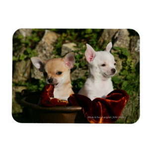 Chihuahuavalpar Magnet