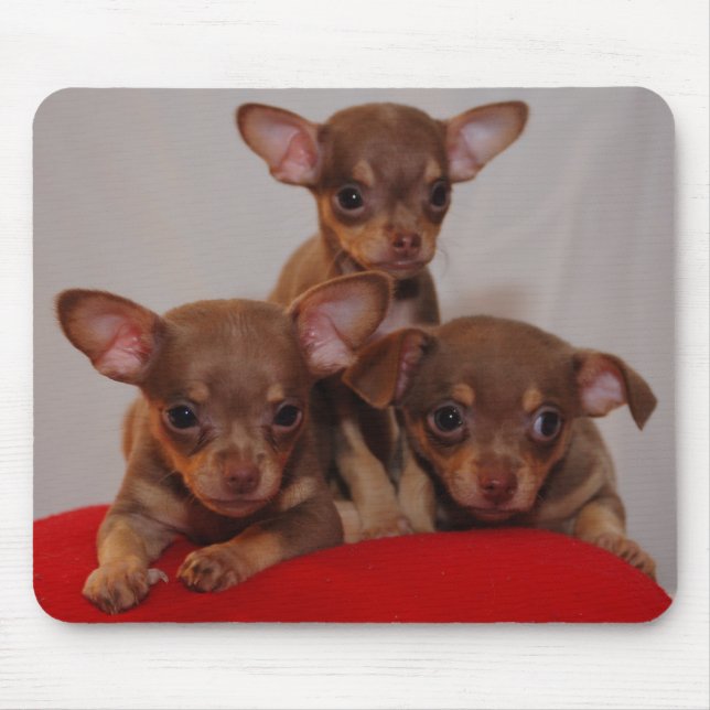 Chihuahuavalpar Musmatta (Framsidan)