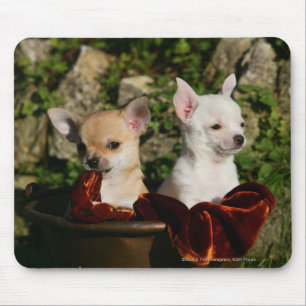 Chihuahuavalpar Musmatta