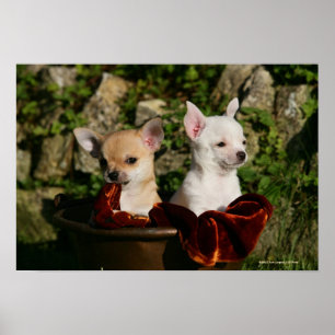 Chihuahuavalpar Poster