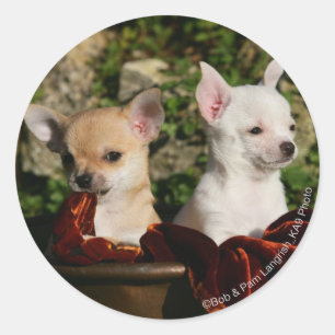 Chihuahuavalpar Runt Klistermärke