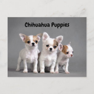 Chihuahuavalpar som poserar för foto vykort