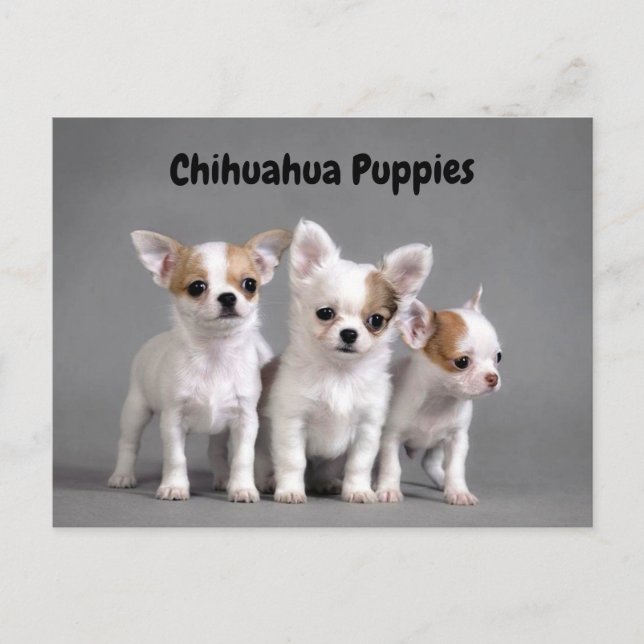 Chihuahuavalpar som poserar för foto vykort (Framsida)