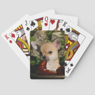 Chihuahuavalpar Spel Kort