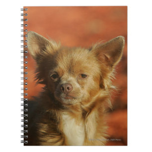 ChihuahuavalpHeadshot Anteckningsbok Med Spiral