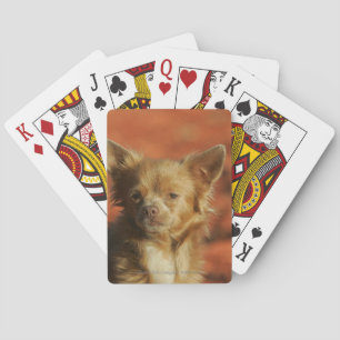 ChihuahuavalpHeadshot Casinokort
