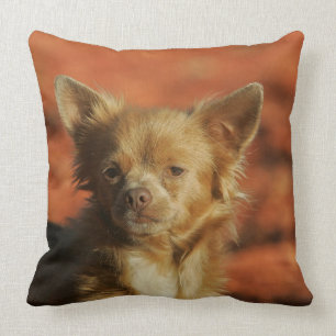 ChihuahuavalpHeadshot Kudde