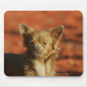 ChihuahuavalpHeadshot Musmatta