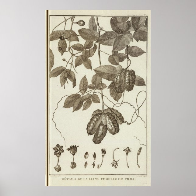 Chile 3 poster (Framsidan)