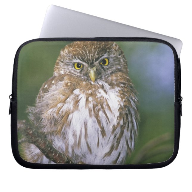 Chile, Aysen. Juvenile Autral Pygmy Uggla Laptop Sleeve (Framsidan)